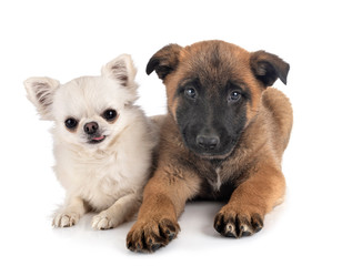 puppy malinois and chihuahua