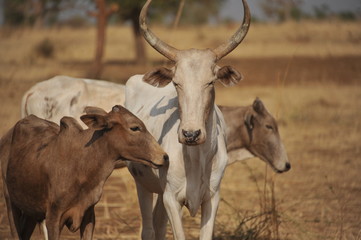 Fototapeta premium l'elevage en milieu campagne naturelle