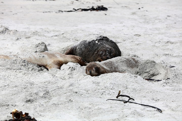 Fototapeta premium Neuseeländische Seelöwen (Phocarctos hookeri) an der Sandfly Bay auf der Otago Halbinsel. Neuseeland