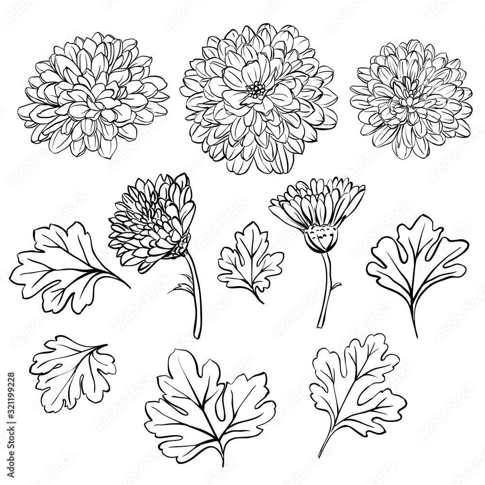 Wall mural Beautiful chrysanthemum flowers