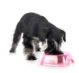 miniature schnauzer in studio