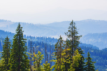 Mountain landscape with green fir trees on blue mountains background_
