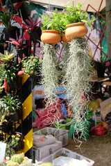 Ornamental plant Hanging plants decorate the garden in clay pots Hanging for sale to tree lovers to decorate the garden in the agricultural market.