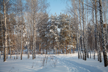 Landscape road in winter, frozen birch trees