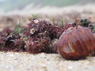 Seaweed and shells on the beach