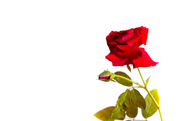 Red roses on a white background There is space to put text