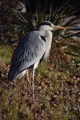 Gray Heron-18
