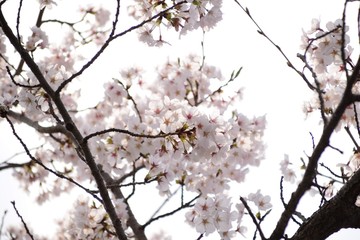 Cherry tree in bloom in spring