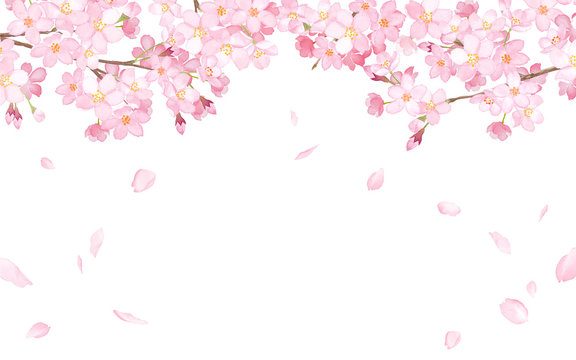 桜と散る花びらのフレーム　水彩イラストのトレースベクター
