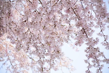 Cherry tree in bloom in spring