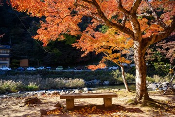 Fototapeta na wymiar A wooden bench under the maple tree by the stream in autumn at Korankei valley. Here is a popular spot to see the autumn leaves in Japan