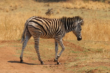 Fototapeta na wymiar Burchel Zebra Baby 2427