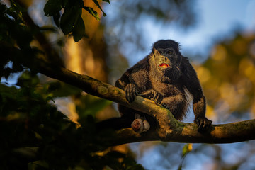 Beautiful young monkey, Mantled howler, sitting on a branch in warm and pleasant evening light. Typical exotic animal. Central America, Costa Rica. Portrait of an amazing animal.