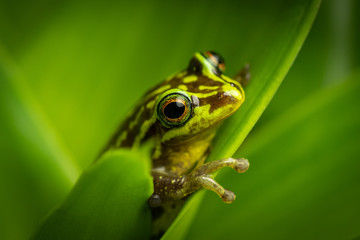 Beautiful green frog sitting and hiding on a leaf. Portrait of amazing animal, amphibian. Calmly sitting. Rain forest animal in its world. Colorful, wet and warm.