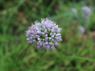 Allium angulosum, the mouse garlic in organic garden.It is a species of garlic. Allium angulosum is cultivated as an ornamental and also as an herb for kitchen gardens. Bulbs and leaves are edible.