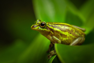 Beautiful green frog sitting and hiding on a leaf. Portrait of amazing animal, amphibian. Calmly sitting. Rain forest animal in its world. Colorful, wet and warm.
