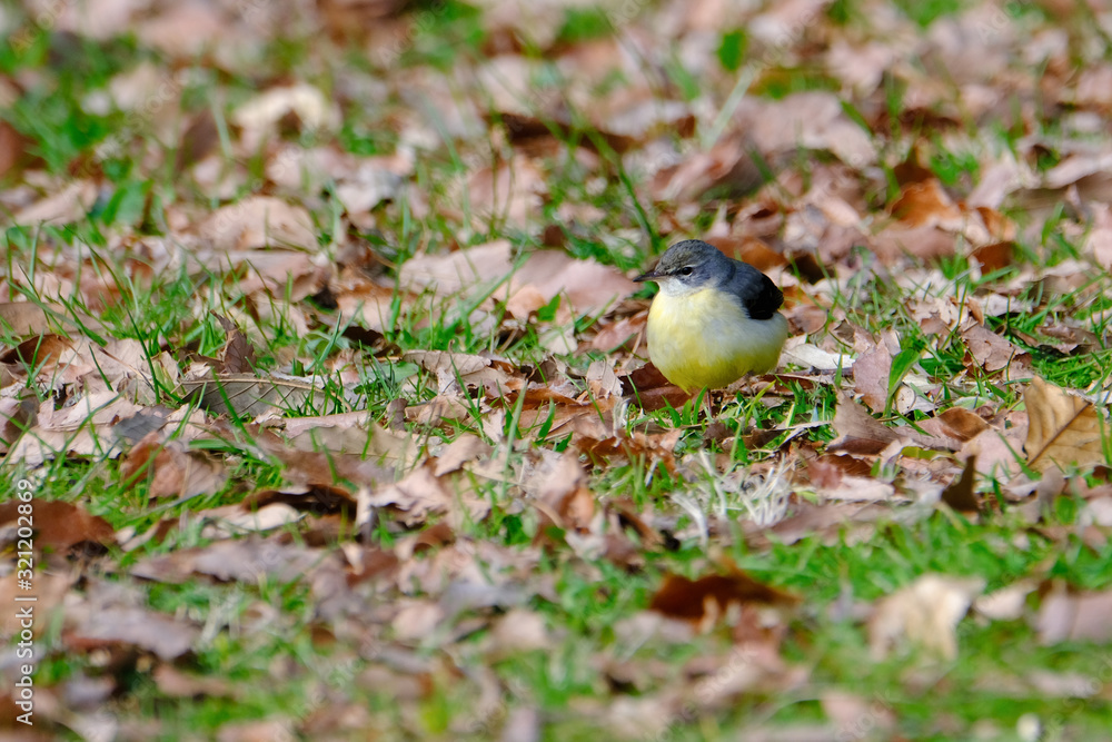 Wall mural grey wagtail on grass