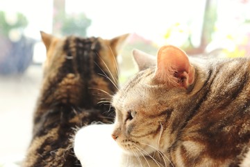 陽だまりを楽しむ二匹の猫達アメリカンショートヘアー