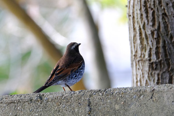 dusky thrush