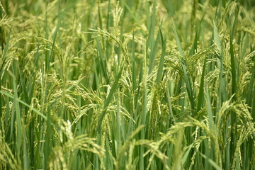 le riz pluvial