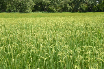 le riz made in Burkina faso