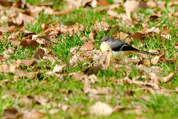 grey wagtail on grass