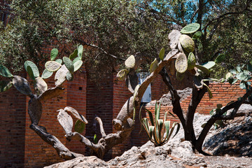 Taormina Sicily cactus