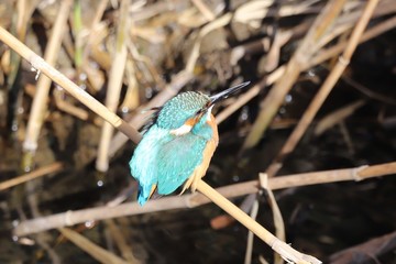 カワセミ