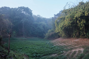 green vegetable plot with fog in countryside