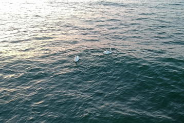 Naklejka premium two swans on the waves of the sea and a beautiful sunrise in the early hours of the morning