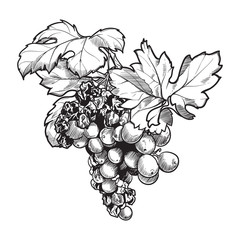 Grapes cluster with leaves. Ink style black and white drawing isolated on white background. EPS10 vector illustration
