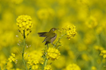 菜の花とメジロ