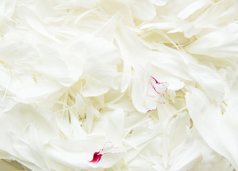 Peony petals as a background