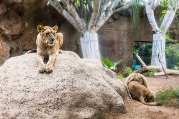 a group of lions and lionesses