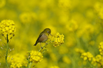 菜の花とメジロ