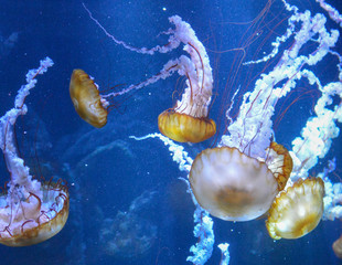 jellyfish background