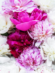 Peony flowers as a background