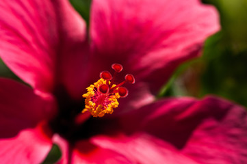 Close-up tropical flower