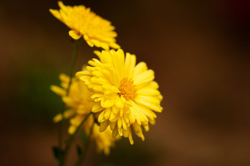 Yellow dandelion flower