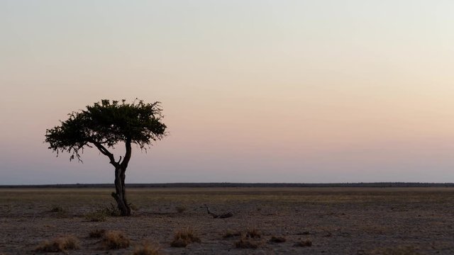Late afternoon static timelapse of dry desolate landscape with lone tree twilight, day-to-night transition with pastel colours in sky, dip to black/stars while antelope graze in Botswana.