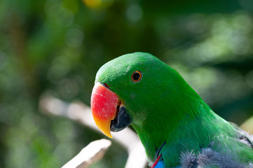 colorful parrot
