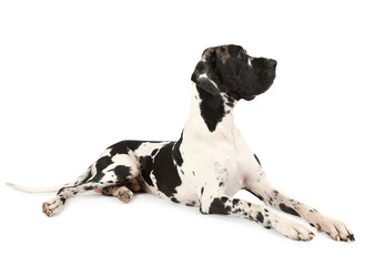 Purebred Great Dane dog on a white background
