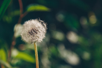 Obraz premium white flowers in a meadow. concept of international women's day, spring, March 8