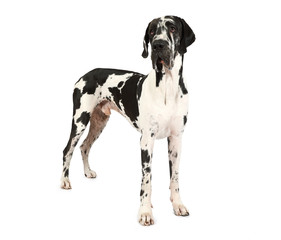 Purebred Great Dane dog isolated on a white background - obrazy, fototapety, plakaty