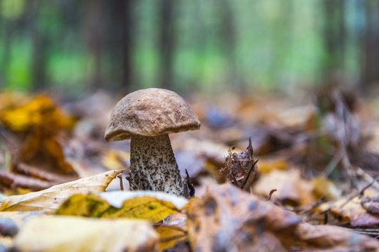 Boletus Mushroom in dry foliage close-up