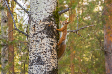 Redhead squirrel on an aspen trunk