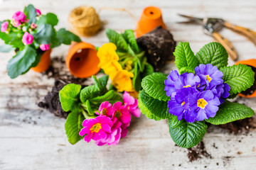 The first spring colorful flowers ready for planting.