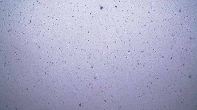 Close-up, slow motion. Fall from the sky, large flakes of snow. Winter weather. Cold. On a monophonic background