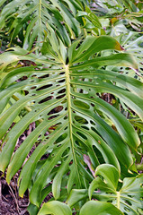 A close up of huge green tropical leaf. Split leaf philodendron