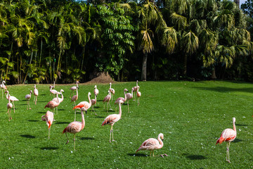 Panoramic view of a flock of very pink plastic flamingos in the forest.